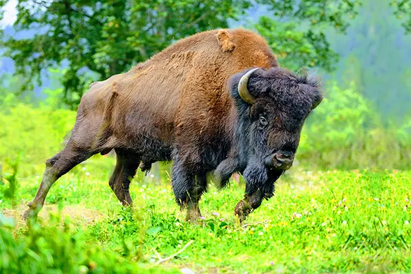 Buffalo