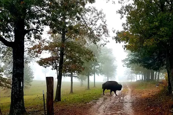 Buffalo in the fog