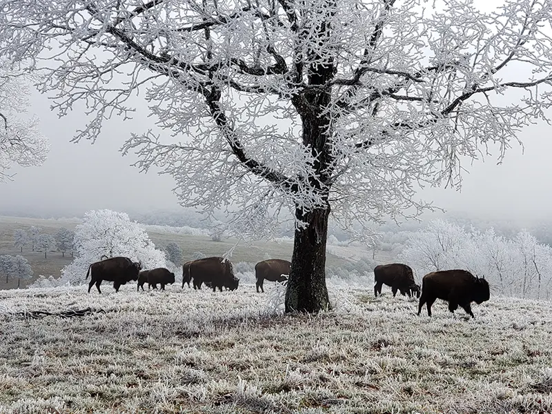 Buffalo in the snow