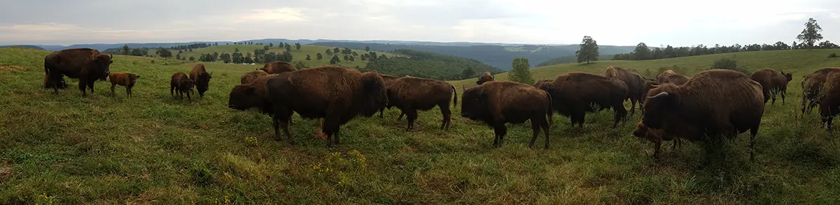 Herd of buffalo