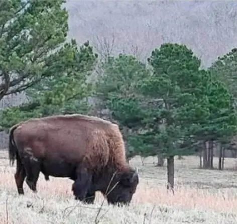 Buffalo