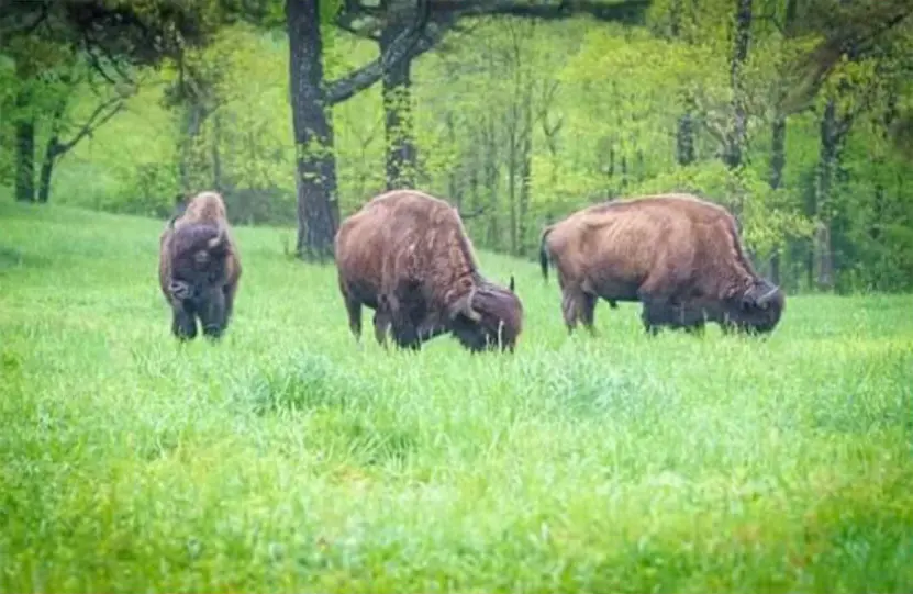 Buffalo