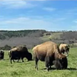 Buffalo