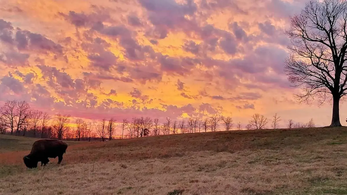 Buffalo grazing in the sunset