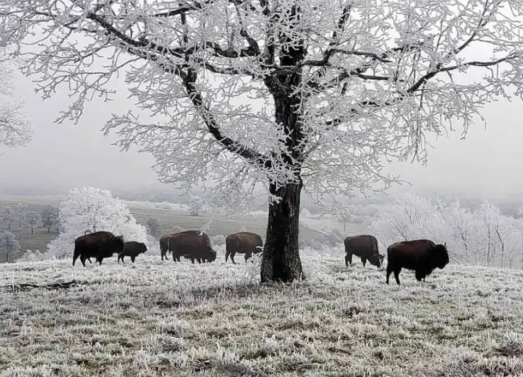 Buffalo roaming on land covered with ice