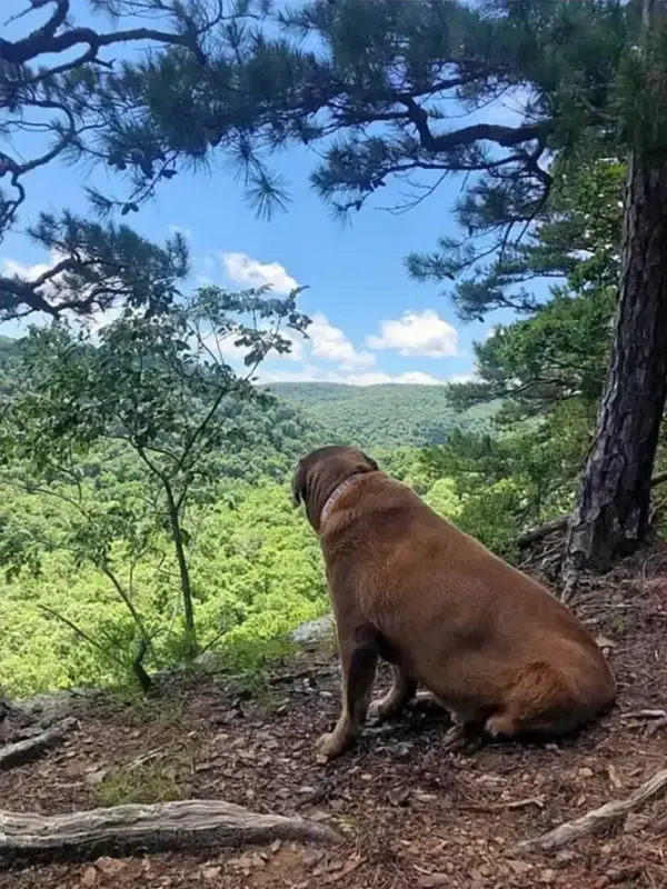 Dog looking into the wilderness