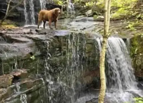 Dog standing on a ledge
