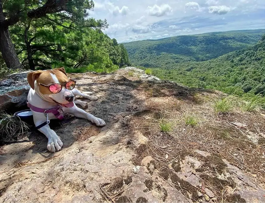 Dog with sunglasses relaxing in the wilderness