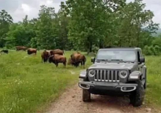 Jeep next to buffalo