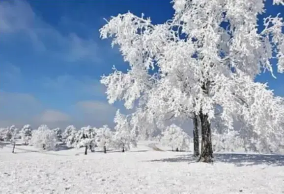 Trees covered in ice