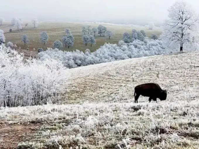 Trees with ice and a buffalo roaming